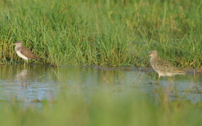 Solitary Sandpiper and Short-billed Dowitcher
Light chin, high-arched supercilium, no gray wash on side of breast,
tail bars with white dominant over black indicate SBD, per BD