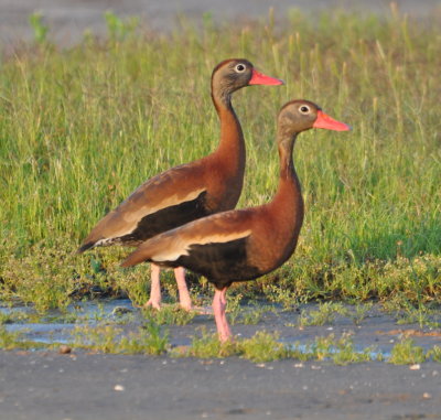 Back on the E-W highway, FM1985, we took a short ferry ride across a small bay
and found these two Black-bellied Whistling Ducks on the other side.