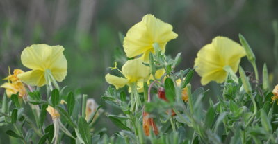 Some kind of mallow/primrose?