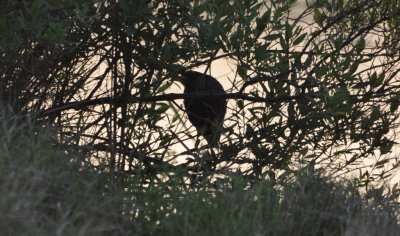 Driving along a canal, we spotted a bird shape
and went back to find this Green Heron silhouetted in the fading light.