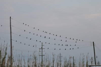 Heading back north to Sulfur, LA, for the night
we saw this array of cormorants on the power lines near Sabine NWR.