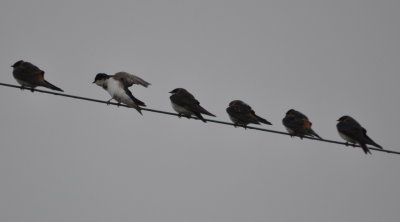 Tree Swallows and Barn Swallows?