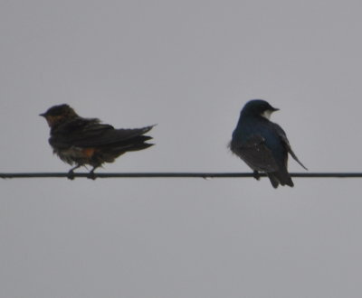 Barn Swallow and Tree Swallow?
