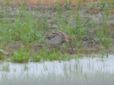 Wilson's Snipe
on the edge of a puddle
on the south side of FM1985