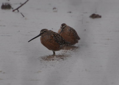 Long-billed Dowitchers
North side of FM1985, Anahuac NWR, TX,
in a field after heavy rain