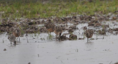 Long-billed Dowitchers and other shorebirds