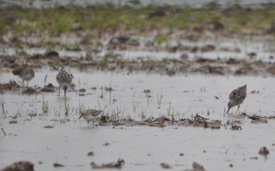 Sanderling in left foreground
with Dunlins on either side?
