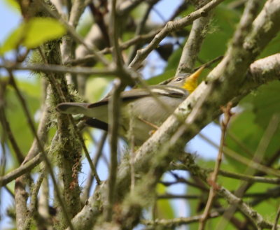 Northern Parula