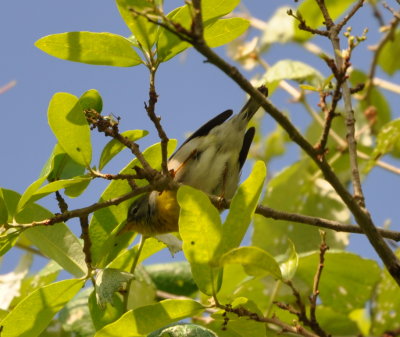 DSC_0713b.JPG