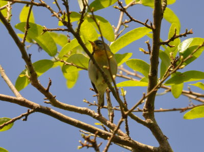 Northern Parula