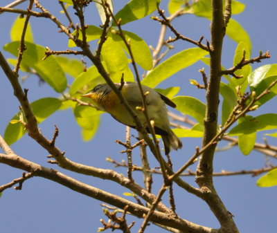 DSC_0718b.JPG