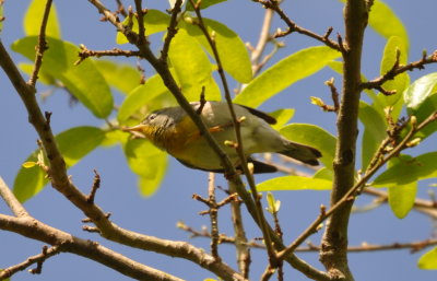 DSC_0719b.JPG