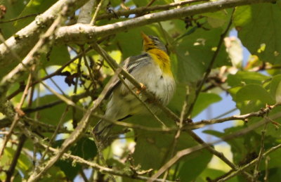 DSC_0728b.JPG