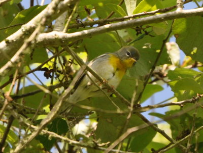Northern Parula