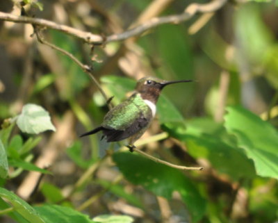 Ruby-throated Hummingbird