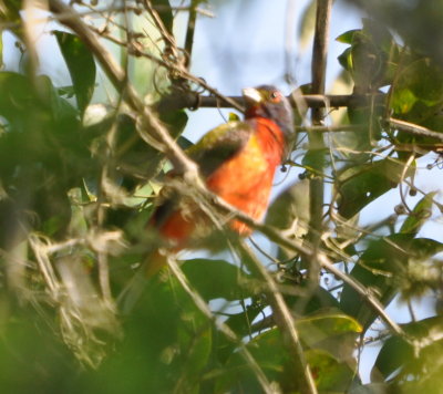 Painted Bunting