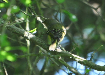 Blue-headed Vireo