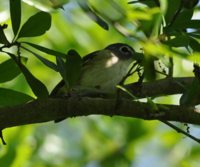 Blue-headed Vireo