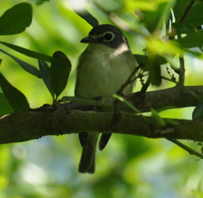 Blue-headed Vireo