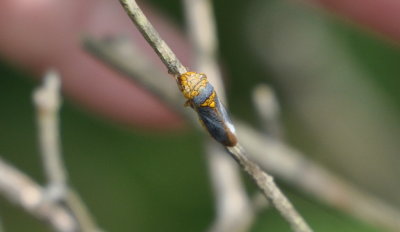 DSC_0808b.JPG