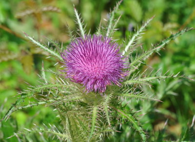 Thistle, High Island, TX