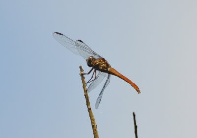 Dragonfly, High Island, TX