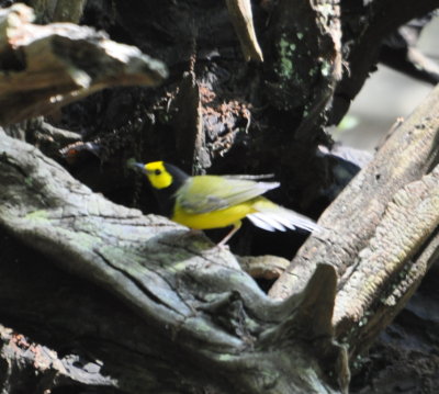 Fuzzy photo of Hooded Warbler
Smith Oaks, High Island, TX