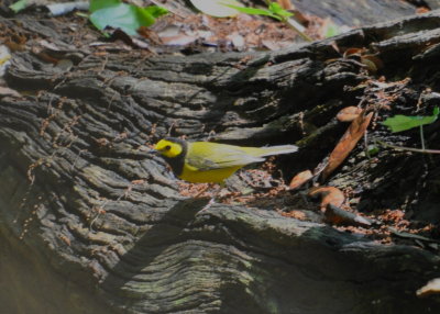 Hooded Warbler