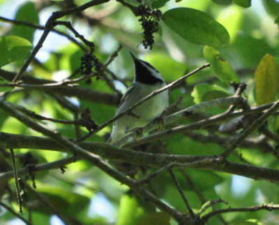 Golden-winged Warbler