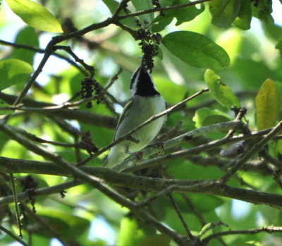 DSC_0847b.JPG