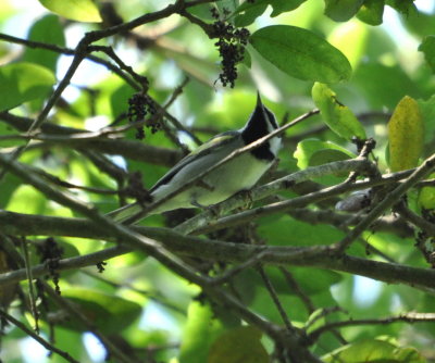 DSC_0853b.JPG