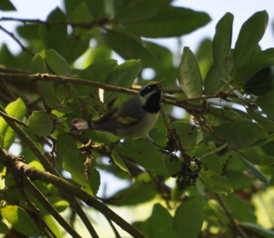 Golden-winged Warbler