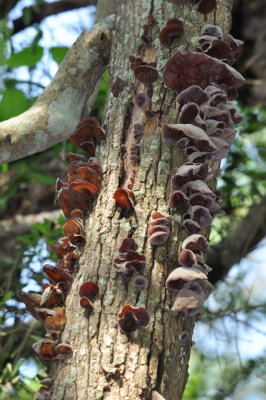 Fungi on a dead tree