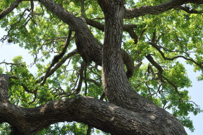 DSC_0898b.JPG