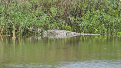 Alligator at Smith Oaks pond, High Island, TX