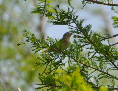 DSC_0907b.JPG