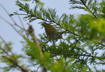 DSC_0914b.JPG