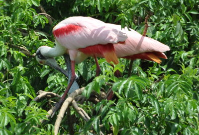 Roseate Spoonbill
Smith Oaks, High Island, TX
