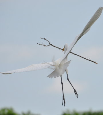 DSC_0993b.JPG