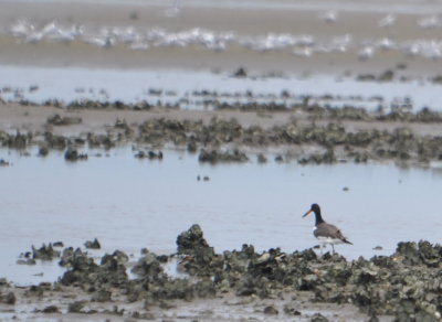 American Oystercatcher
Rollover Pass, Bolivar, TX