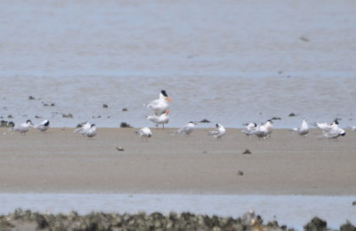 DSC_0187b.JPG