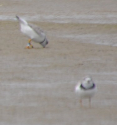 DSC_0330b1.JPG