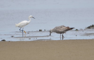DSC_0426b.JPG