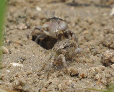 DSC_0454b.JPG