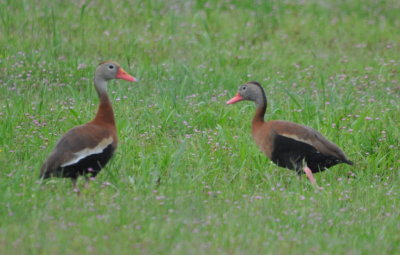 DSC_0661b.JPG