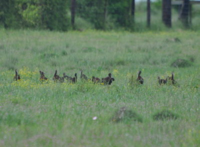 DSC_0689b.JPG