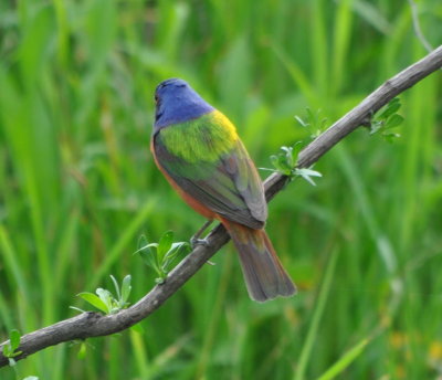 DSC_0704b.JPG