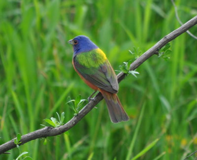 DSC_0705b.JPG