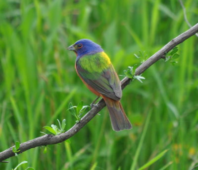 DSC_0707b.JPG
