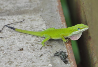 DSC_0728b.JPG